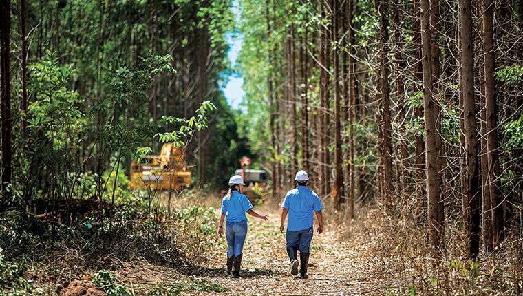 Desbloqueando Oportunidades de Carreira em Três Lagoas (MS) com a Suzano: 12 Posições - Divulgação