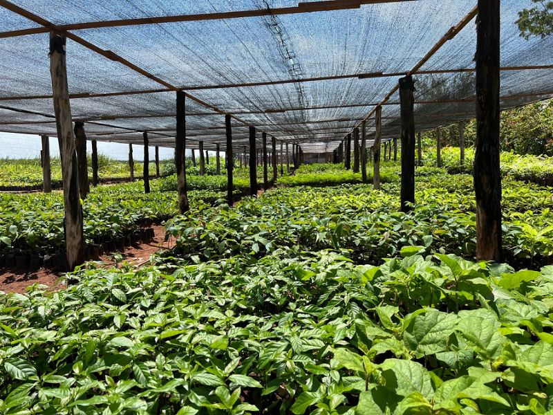 Viralcool vai atingir meta de mais de 270.000 mil árvores plantadas - Divulgação