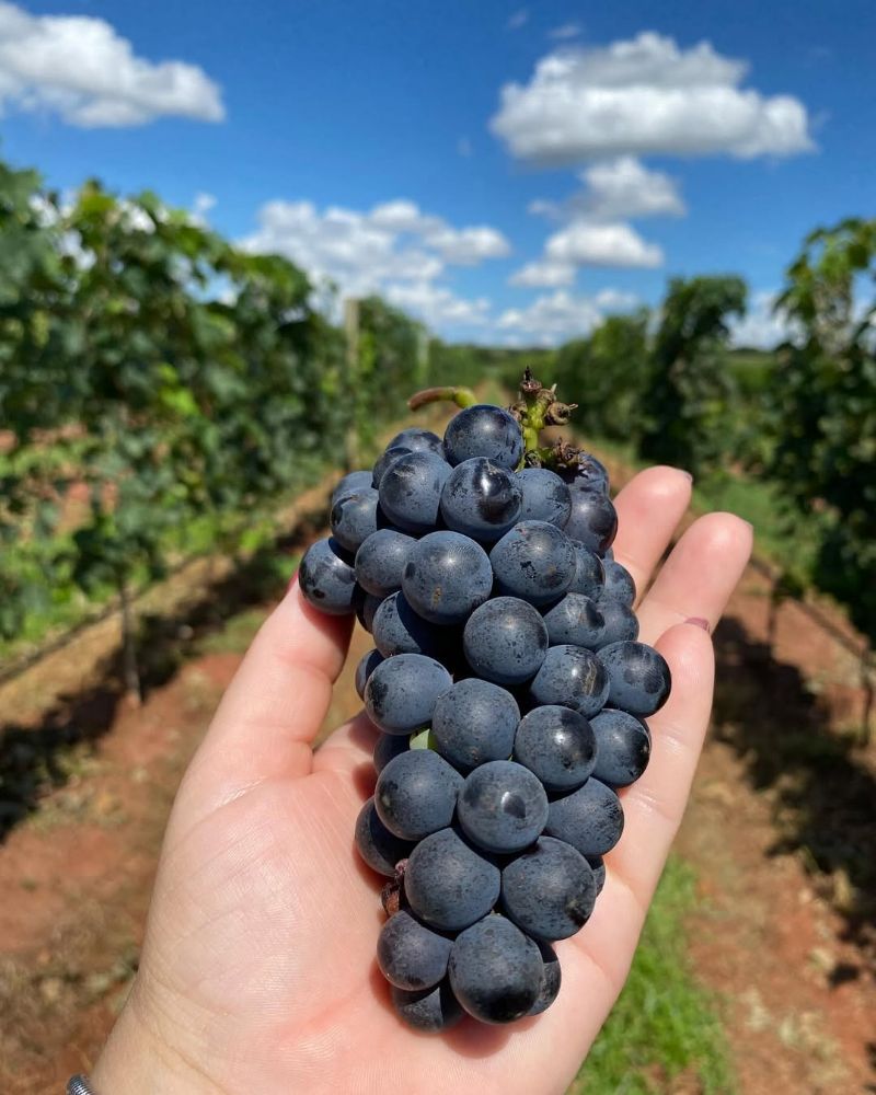 Andradina Pode Surpreender o Brasil: Polo de Uvas Malbec - Foto: reprodução/instagram