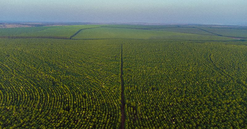 Eldorado Brasil inicia o mês de abril com vagas para Auxiliar de Cozinha e Ajudante Florestal - Divulgação
