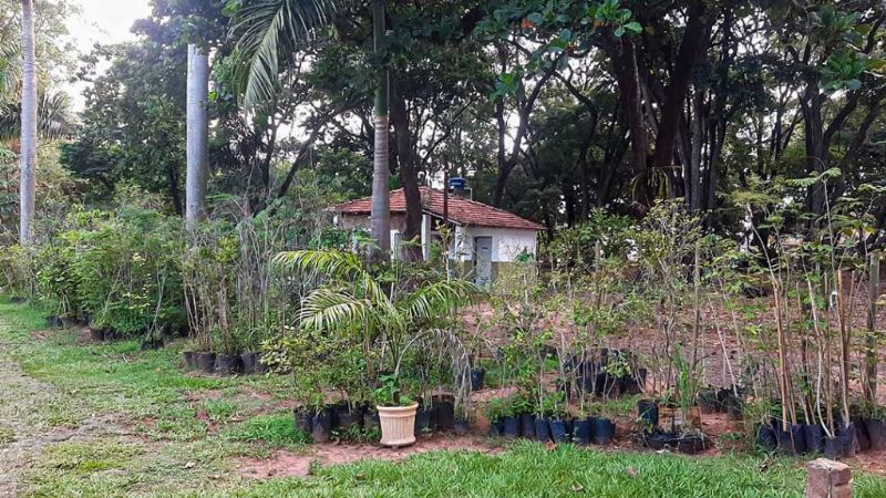 Meio Ambiente de Araçatuba tem mudas de árvores disponíveis para doação - Espécies nativas disponíveis para doação em Araçatuba (SP) - Foto: Divulgação/Prefeitura