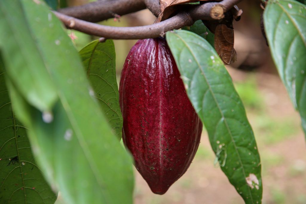 USP cria chocolate sem cacau usando resíduo de cerveja - Relatório da Organização Internacional do Cacau estimou um déficit na produção mundial de cacau para 2025 que pode ser o pior em 60 anos.