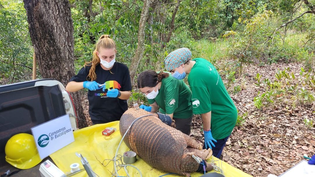 Suzano e ICAS se unem para promover a conservação do tatu-canastra em Mato Grosso do Sul - Projeto “Canastras e Eucaliptos” tem como objetivo monitorar o comportamento do tatu-canastra