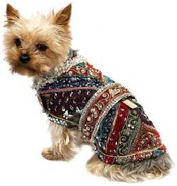 Saiba como vestir seu animal de estimação neste inverno - 