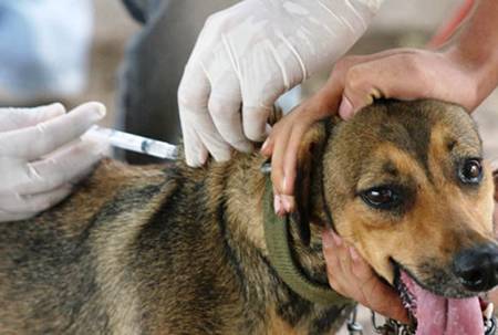 Saúde Animal!: Vacinação contra raiva começa em julho - 