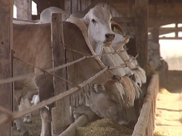 Estiagem no noroeste paulista traz prejuízos para pecuaristas - Com o gado confinado, custos da produção ficam maiores (Foto: Reprodução / TV Tem)