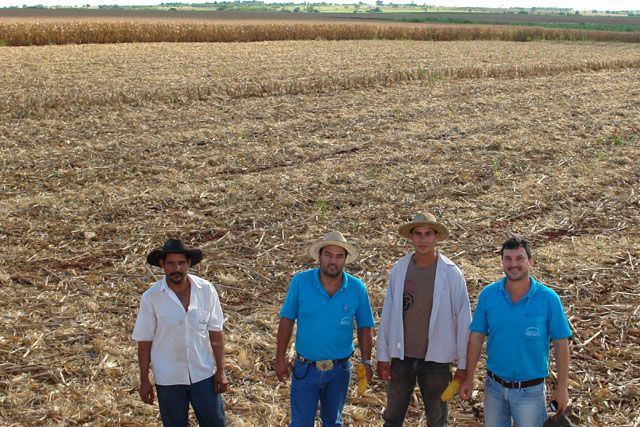 Assentamento Timborezinho tem bom resultado com plantação de milho em Andradina  - Assentados comemoram boa safra. Foto: divulgação/prefeitura