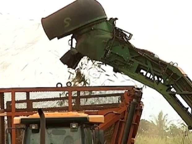 Aumento no custo da cana preocupa produtores no noroeste paulista - Preço da produção da cana vem preocupando produtores (Foto: Reprodução / TV Tem)