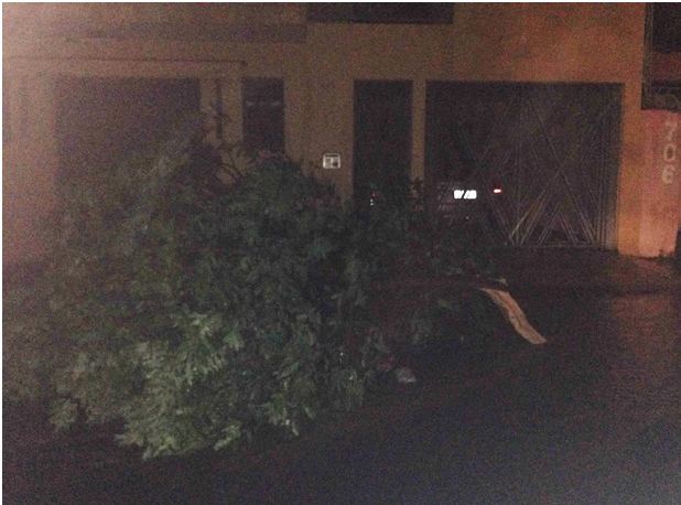 Temporal arranca árvores e pega moradores de surpresa em Birigui - Árvores foram arrancadas com a força do vento (Foto: Reprodução / Aplicativo TEM Você)