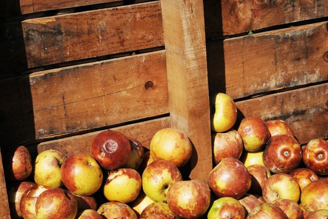 Metade da comida do mundo vai parar no lixo, diz relatório - Foto: http://www.sxc.hu