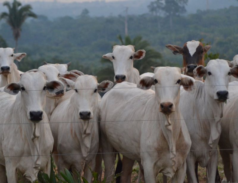  Campanha de Vacinação contra a Febre Aftosa e Brucelose 2023: Protegendo o Futuro da Pecuária - Foto: pexels