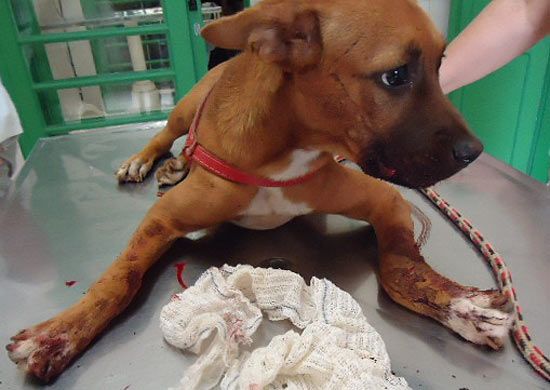 Cão que perdeu parte de mandíbula recebe alta - Cachorra Laica, que levou uma paulada e precisou de cirurgia para reconstruir a mandíbula. Foto: Fábio Mazza / Divulgação Cão que perdeu parte de mandíbula recebe alta - Cachorra Laica, que levou uma paulada e precisou de cirurgia para reconstruir a mandíbula. Foto: Fábio Mazza / Divulgação