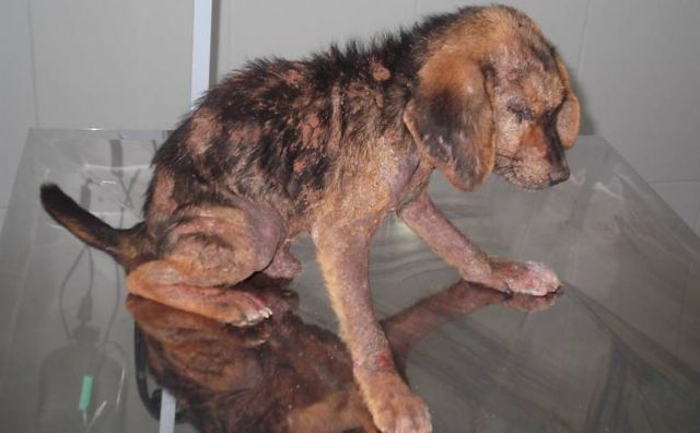 Cão que foi enterrado vivo no interior de SP pode ter novo dono - Titã, resgatado após ficar enterrado, é atendido por veterinária em Novo Horizonte. Foto: divulgação