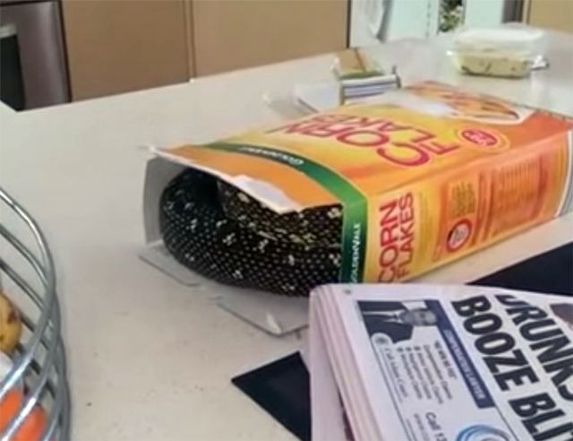 Homem encontra cobra de 2m em caixa de cereal - Píton em caixa de cereal na Austrália / Reprodução/YouTube Homem encontra cobra de 2m em caixa de cereal - Píton em caixa de cereal na Austrália / Reprodução/YouTube
