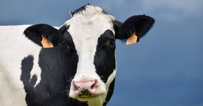 Pecuarista deve estar atento ao novo calendário de vacinação contra a brucelose - Divulgação/Secom Pecuarista deve estar atento ao novo calendário de vacinação contra a brucelose - Divulgação/Secom