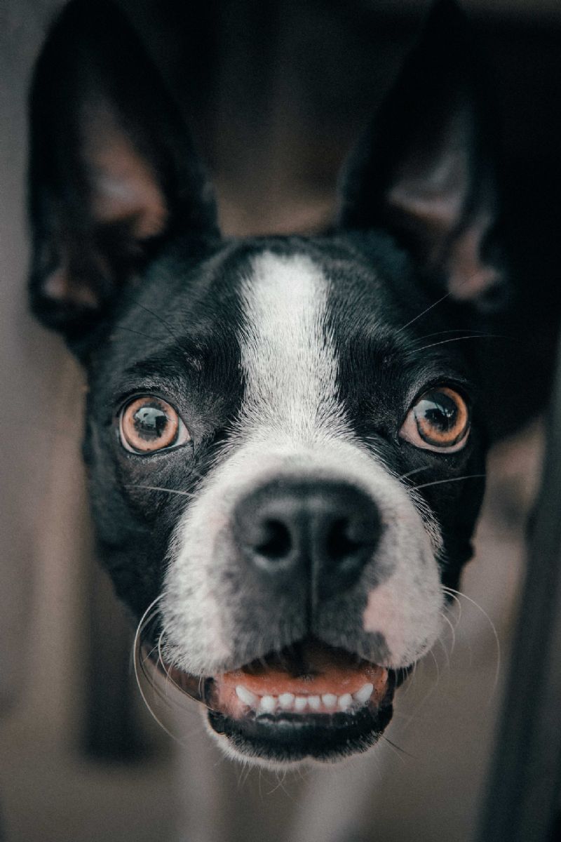 Andradina realiza campanha do agasalho também para pets - Foto: pexels.com