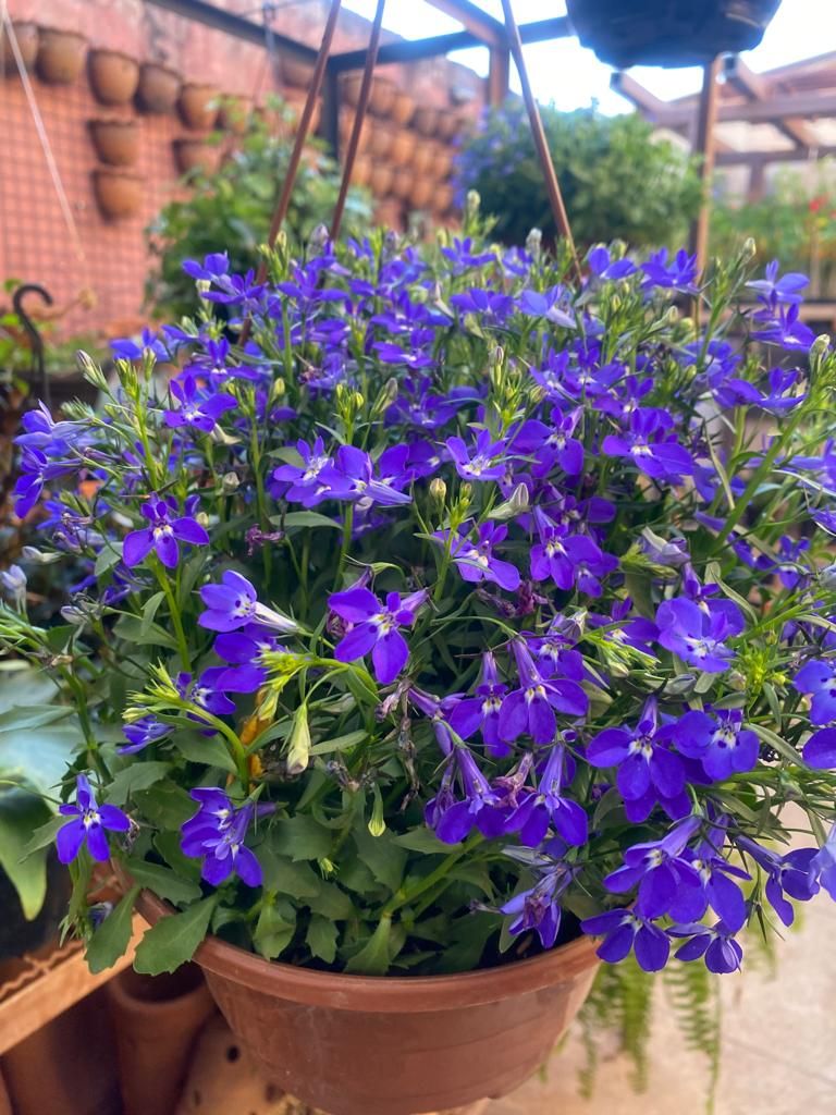 Descubra a Beleza Natural com a Floricultura Ishida Casa e Jardim: Seu Destino para Vasos, Plantas e Paisagismo de Excelência - Divulgação