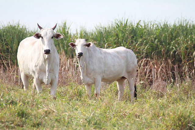 GO deve se tornar o maior produtor de carne do país em 5 anos, diz FGV - Foto: Fabiano Marinho 