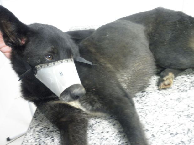 SP: agricultor mata dois cães e fere um - Um dos cães atingidos sobreviveu ao tiroteio. Foto: divulgação