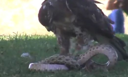 Vídeo flagra "combate feroz" entre águia e cobra - 