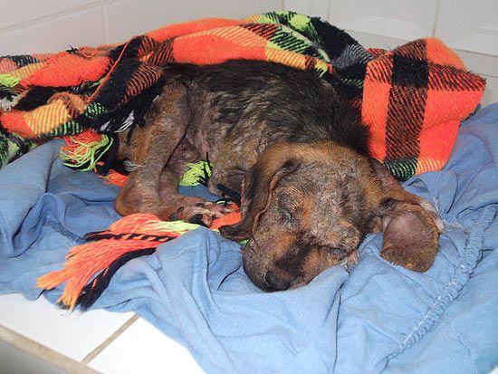 Após transfusão de sangue, cãozinho apresenta melhora - Titã, resgatado após ficar enterrado, é atendido por veterinária em Novo Horizonte. Foto: divulgação