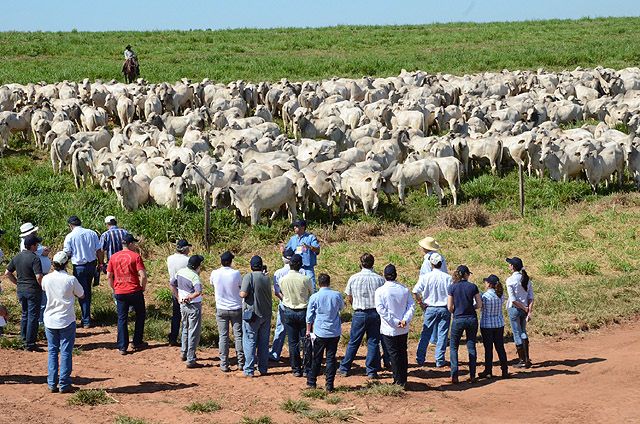 Nelore CFM participa do ‘Road in Farm - Mapa da Genética’ durante Exposição de Araçatuba - Foto: Divulgação 