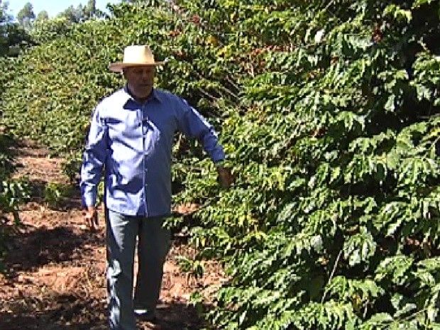 Estudo mostra que lavoura de café está sumindo no noroeste paulista - Produtor afirma que não é mais rentável a produção do café (Foto: Reprodução / TV Tem)